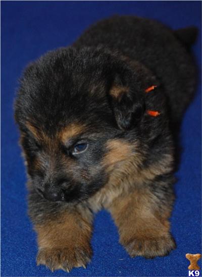Puppies in WV